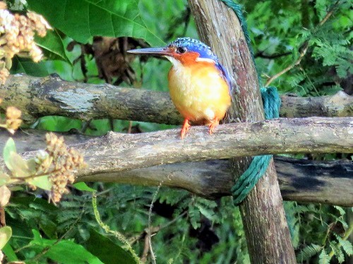 THE VISIT ORNITHOLOGY